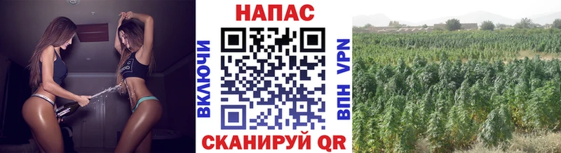 Канабис сатива  Буй 